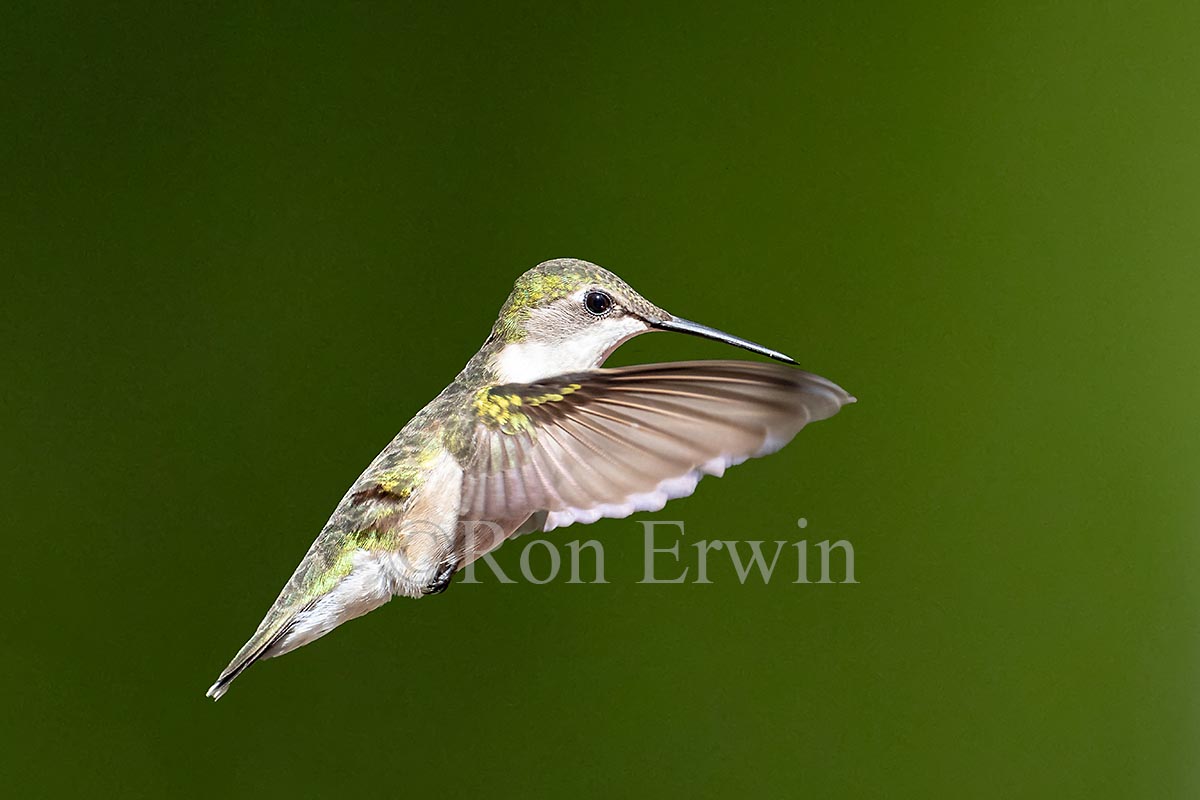 Female Ruby-throated Hummingbird