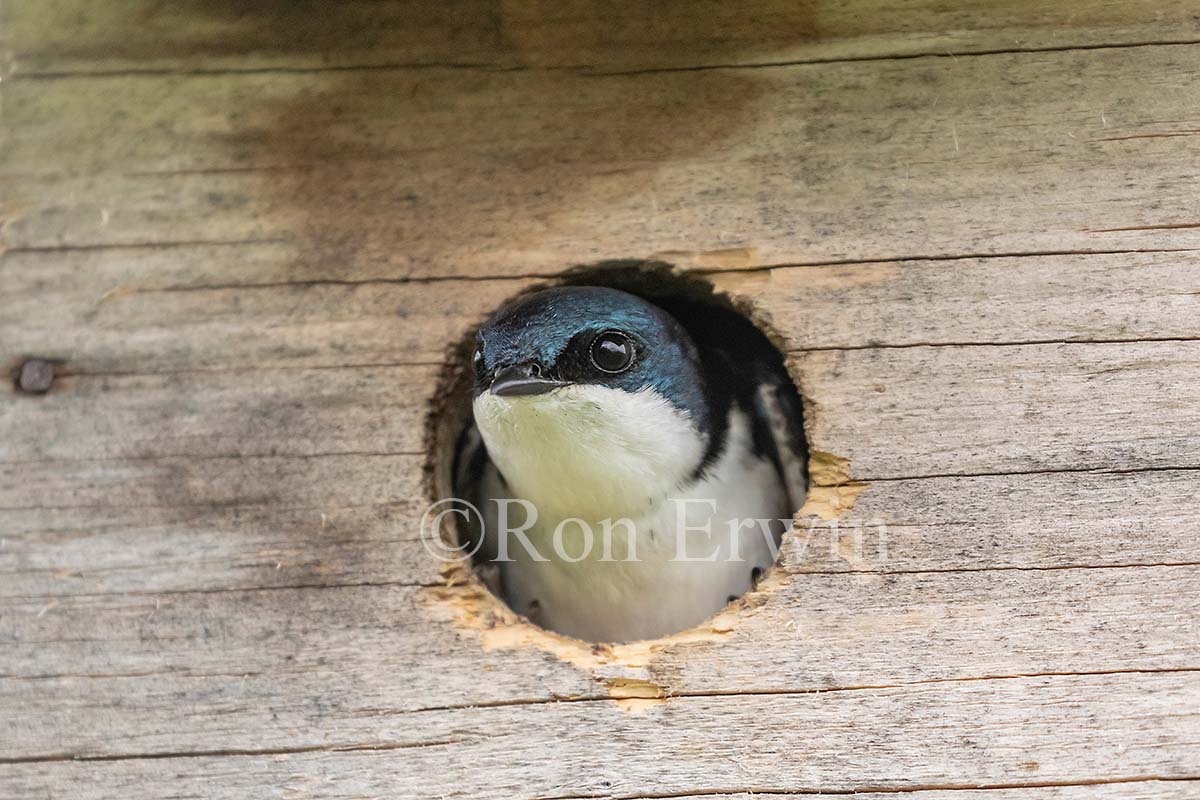Tree Swallow