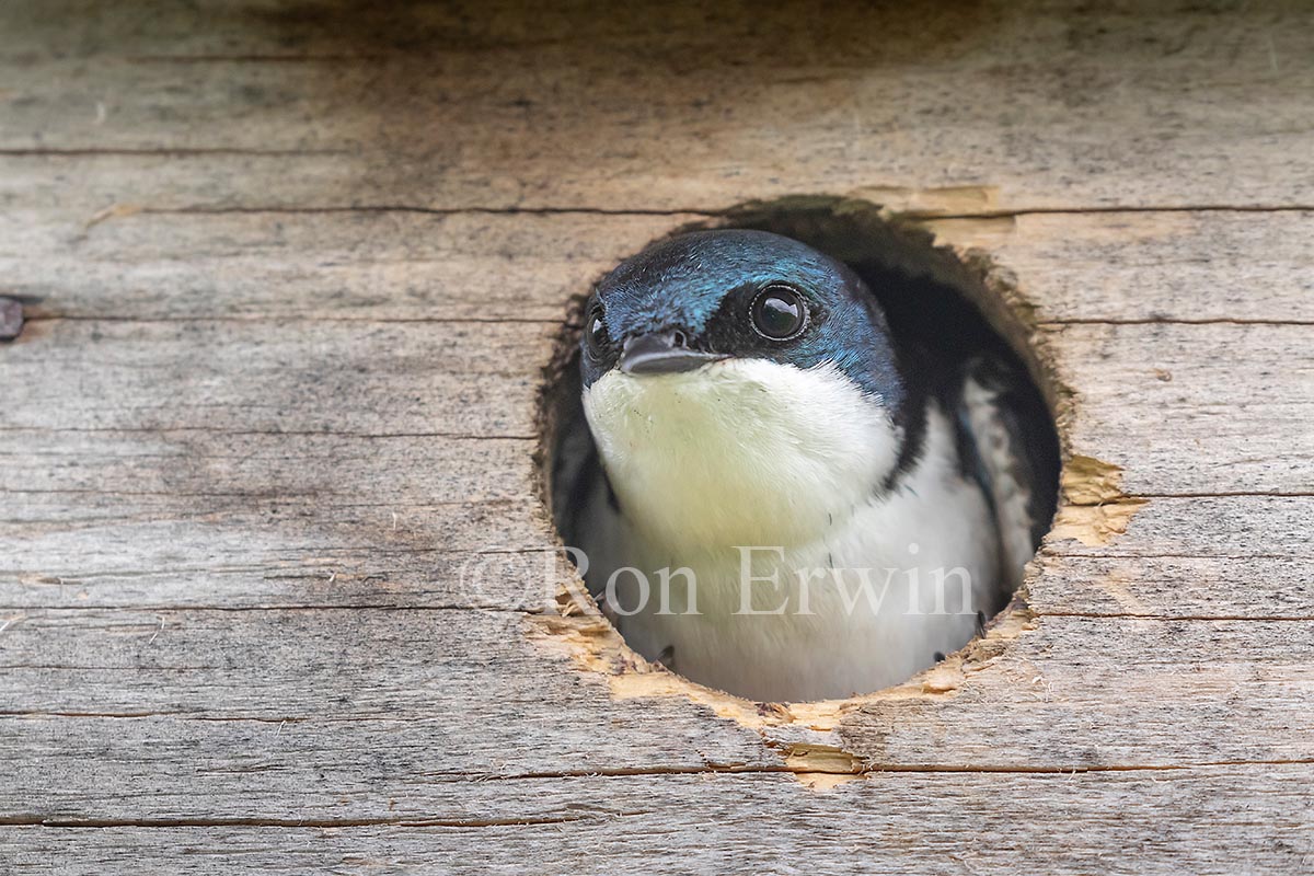 Tree Swallow