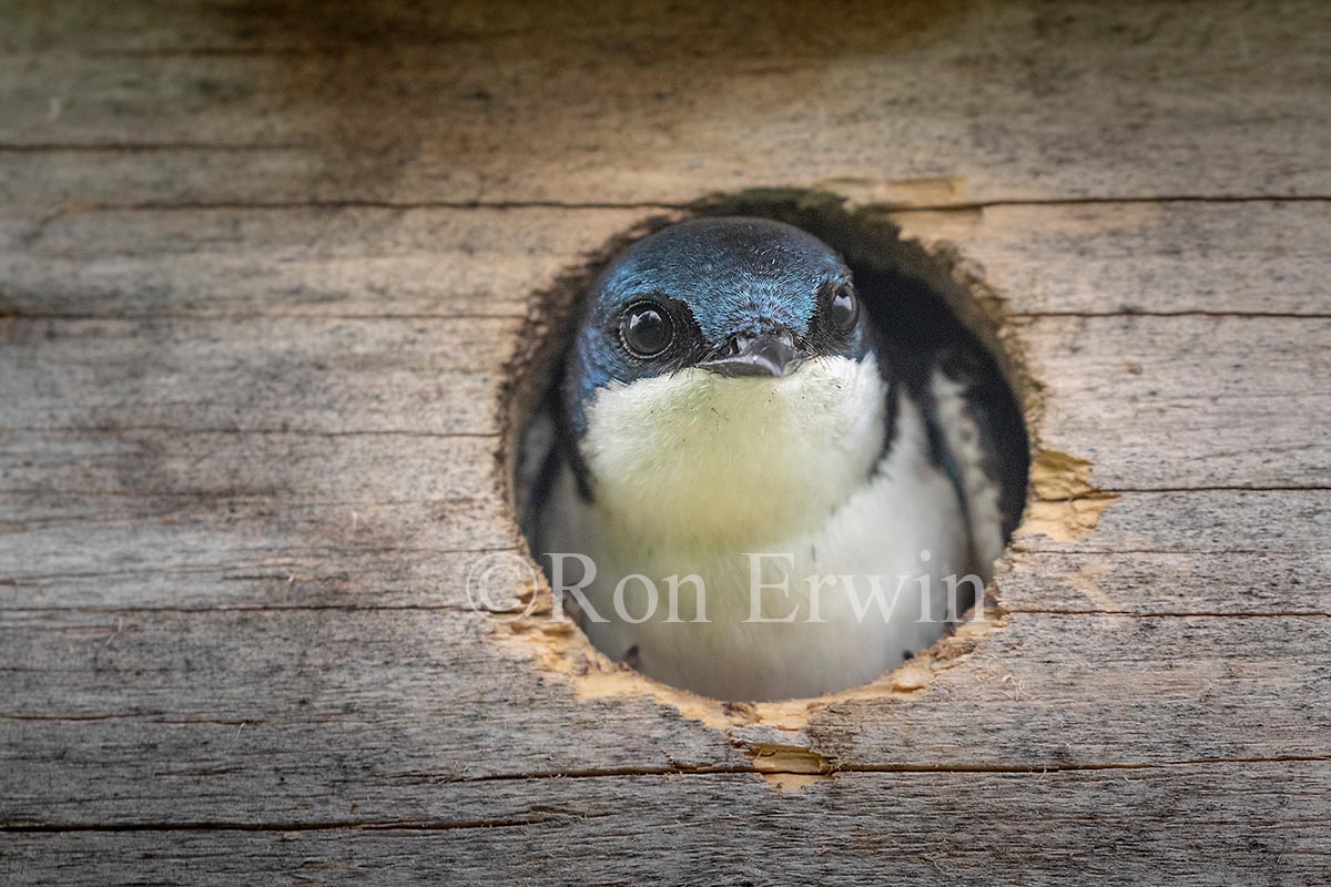 Tree Swallow