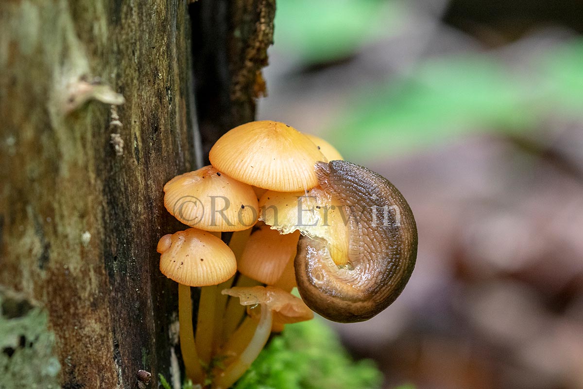 Slug and Fungus