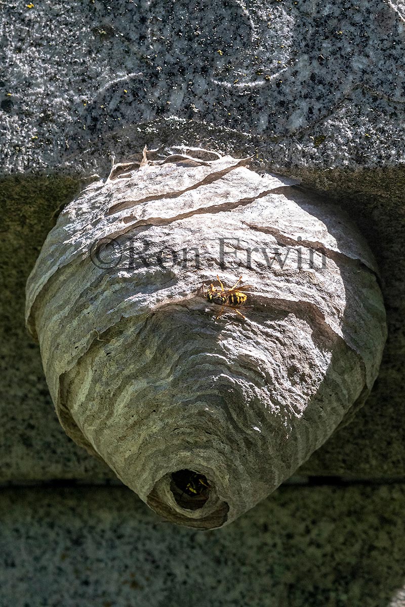 European Paper Wasp