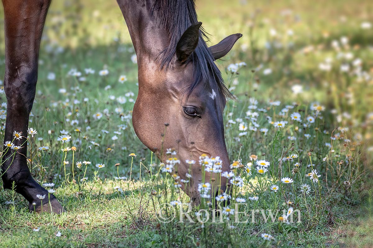 Grazing Horse