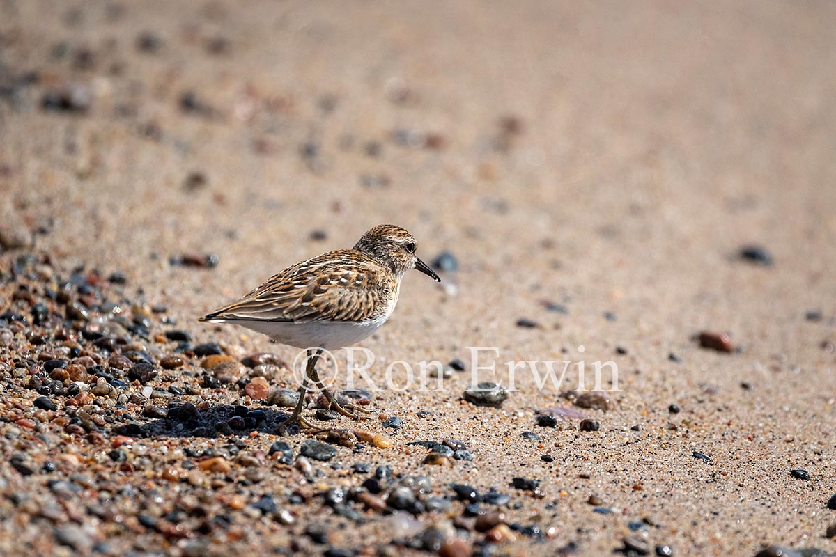 Least Sandpiper