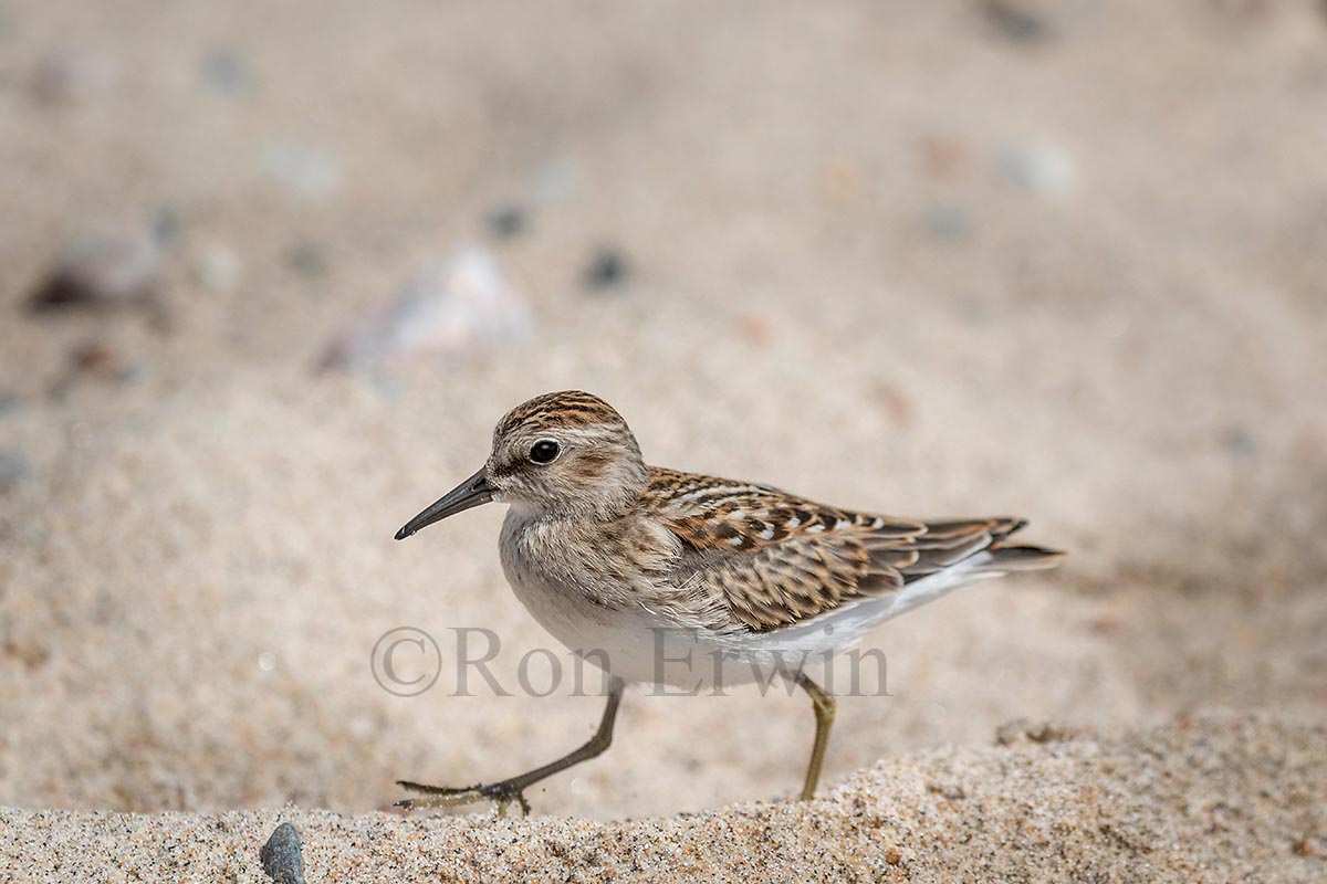Least Sandpiper