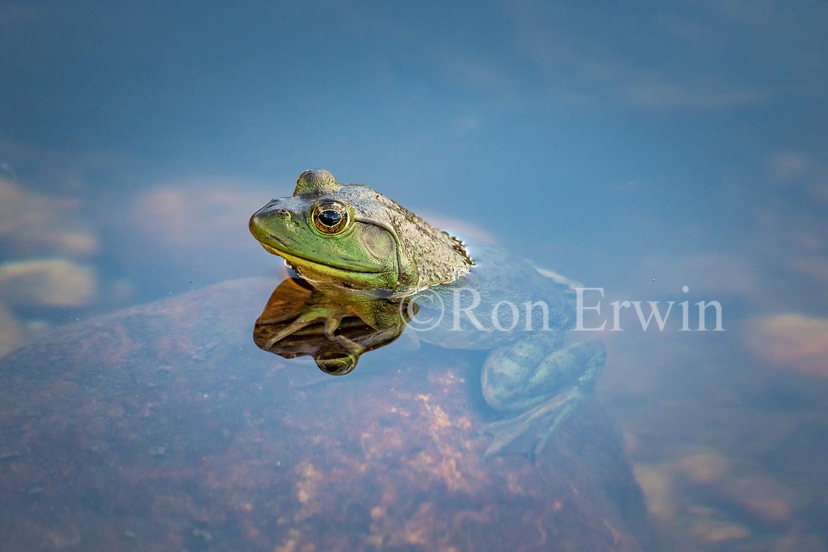 Bullfrog