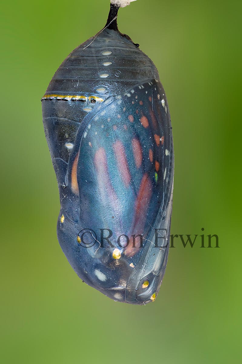 Monarch Chrysalis