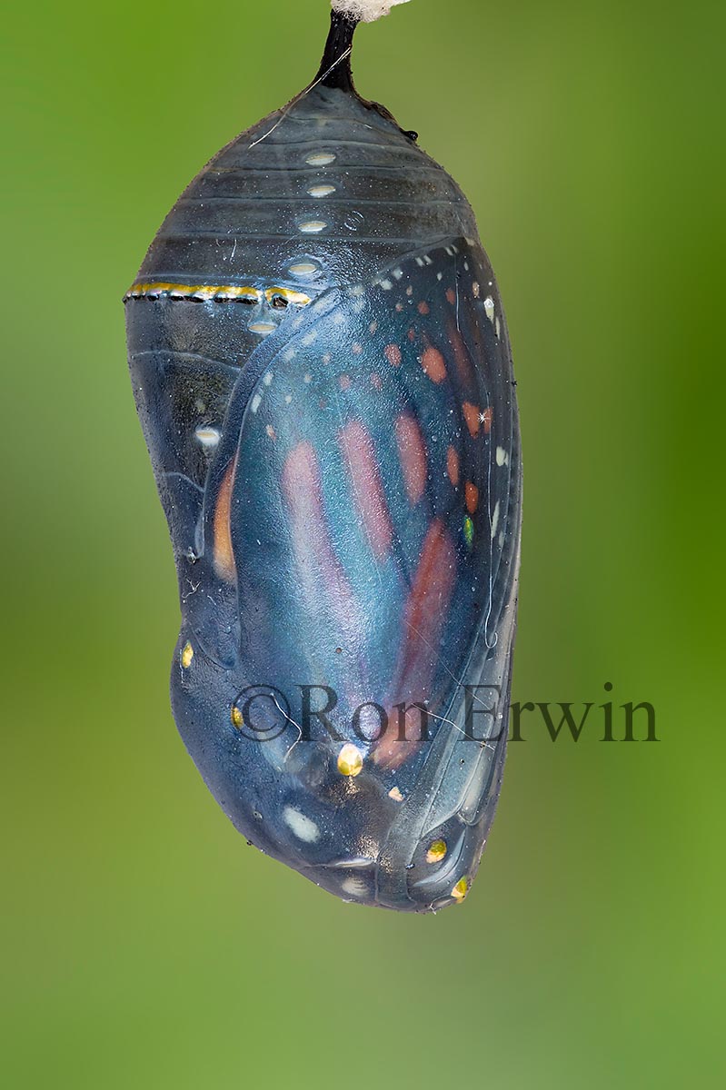 Monarch Chrysalis