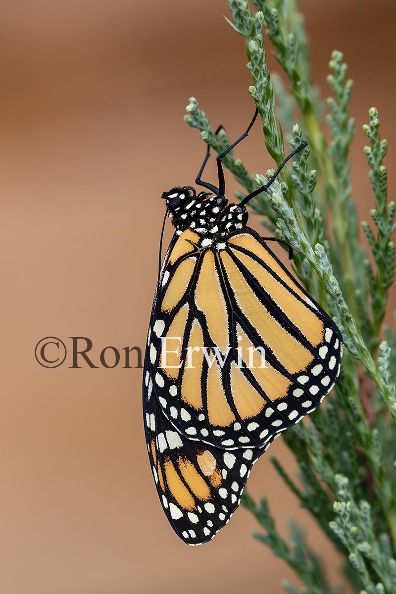 Newly Emerged Monarch