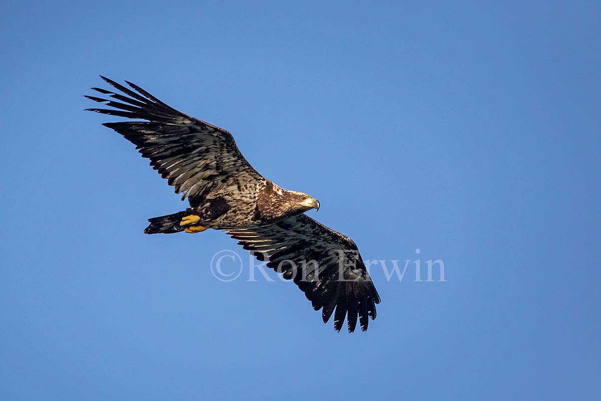 Juvenile Bald Eagle