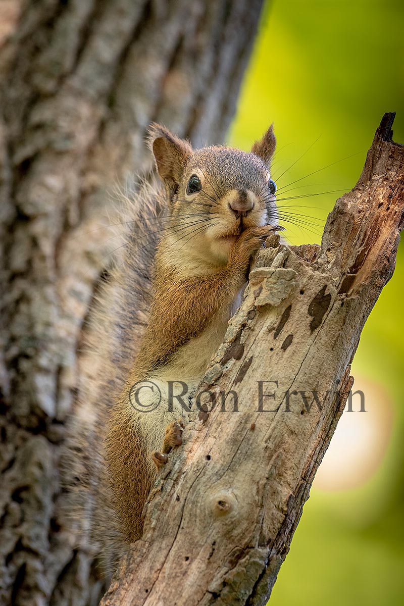 Red Squirrel