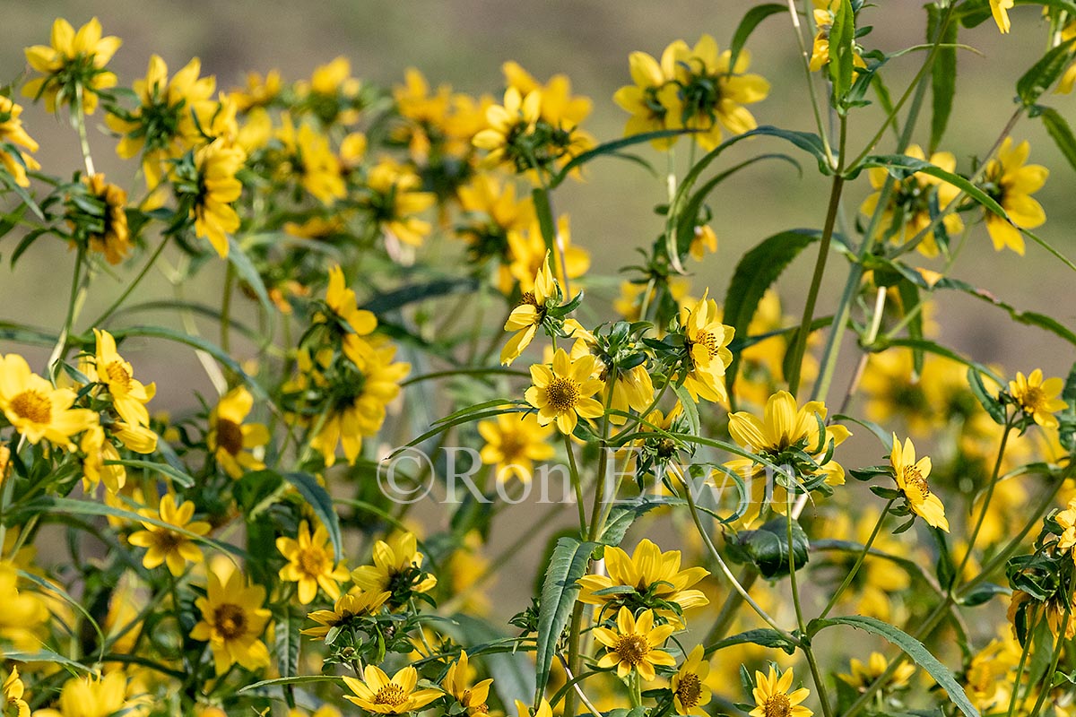 Nodding Bur-marigolds