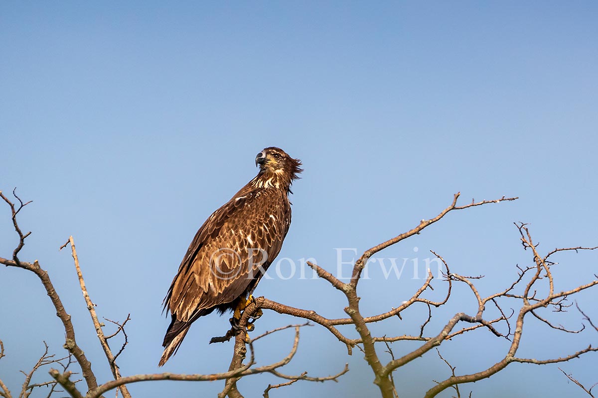 Juvenile Bald Eagle