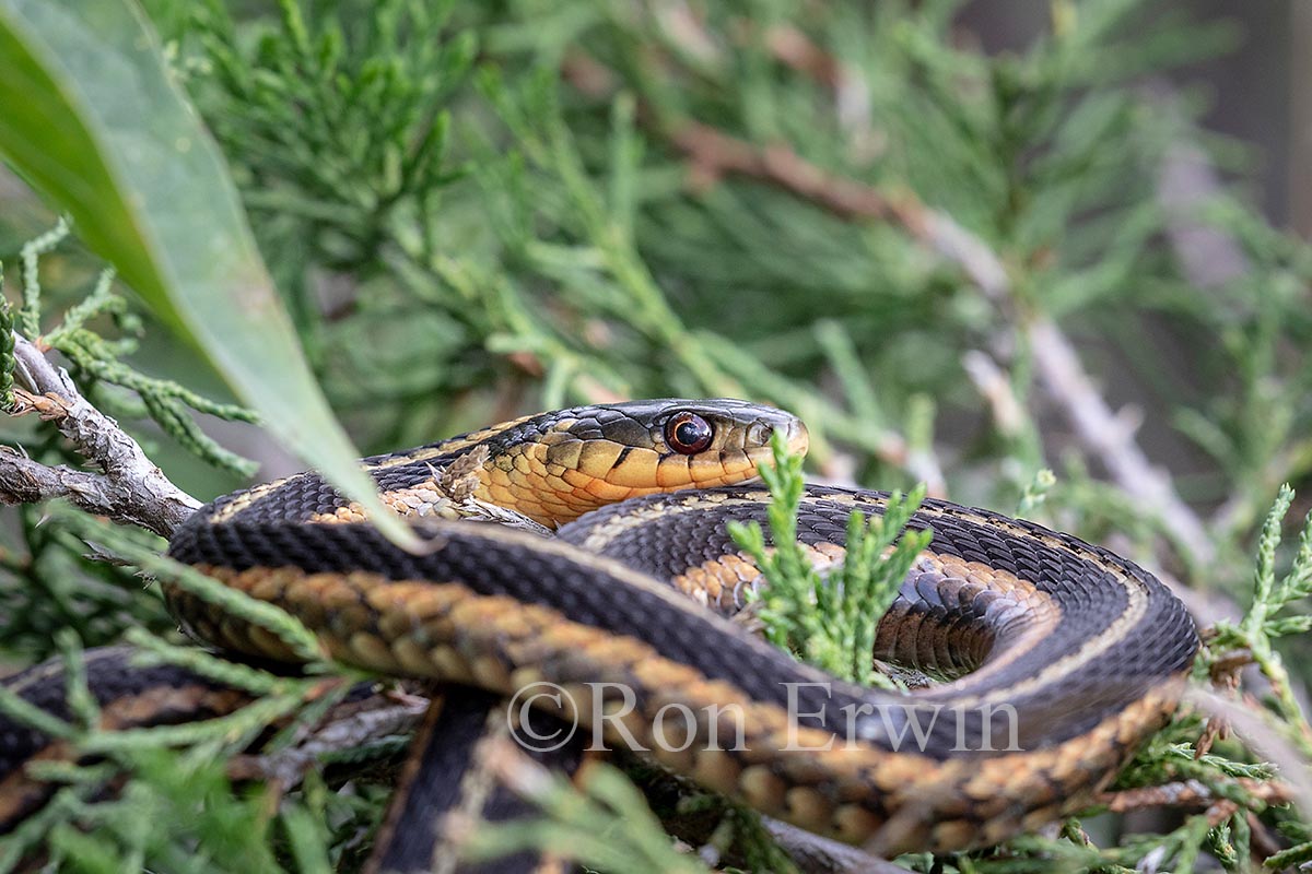 Eastern Gartersnake