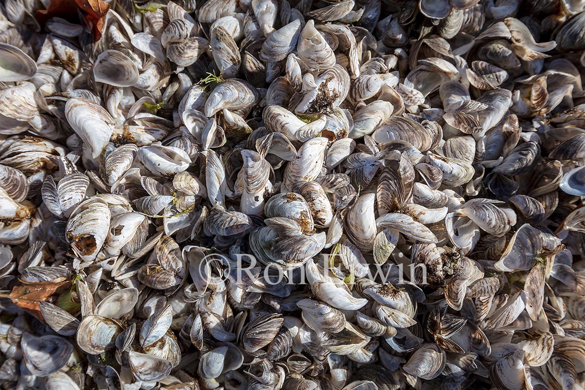 Zebra & Quagga Mussel Shells