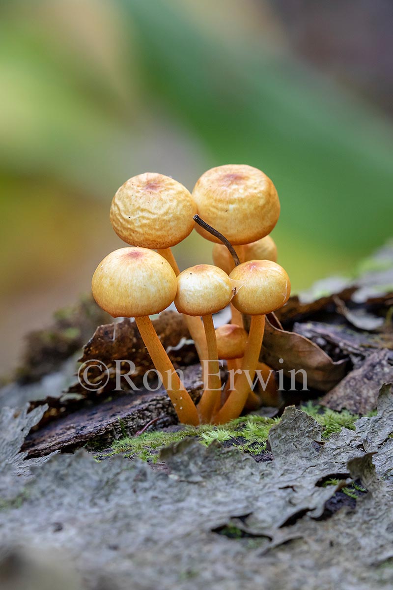 Fungus