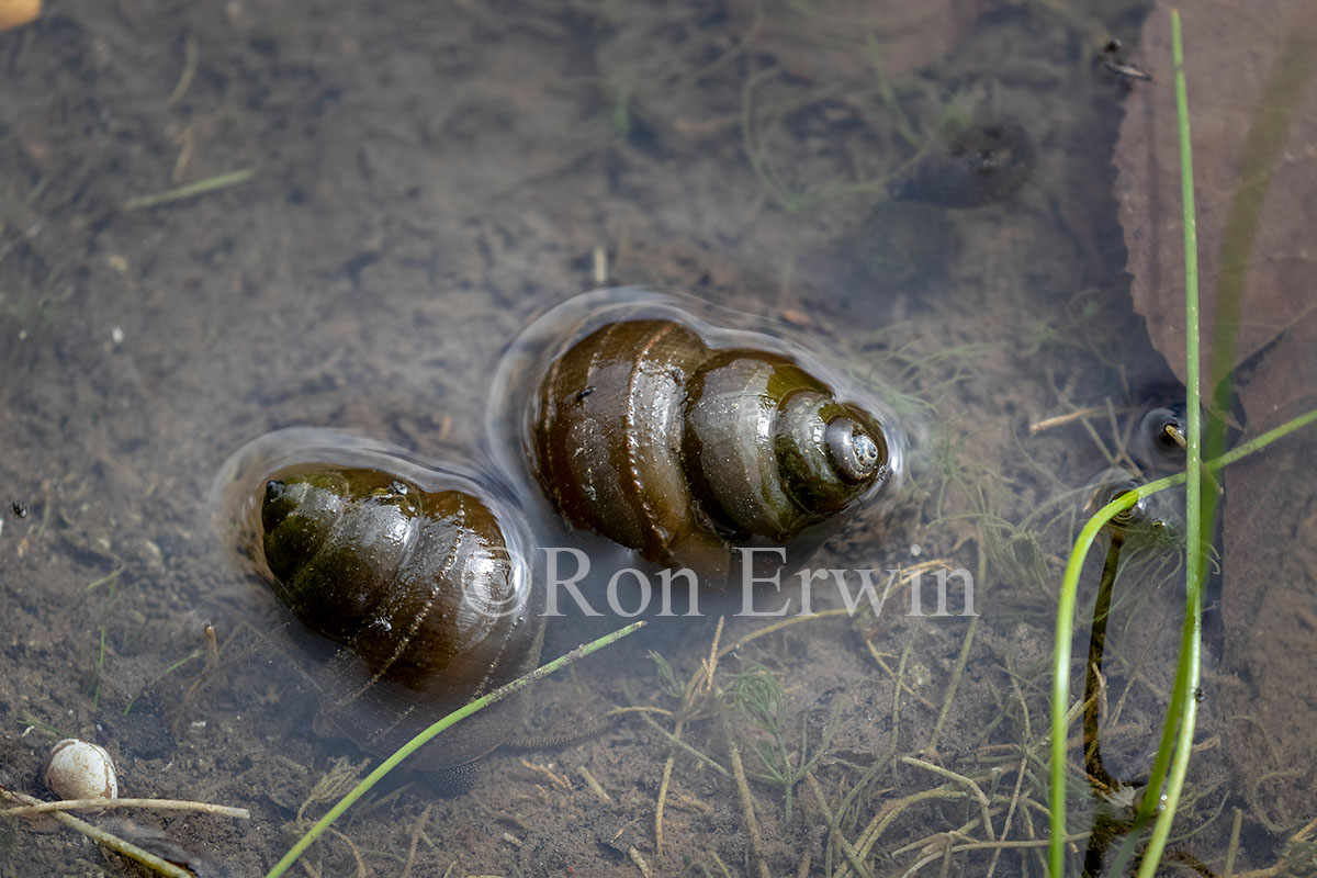 Great Pond Snail