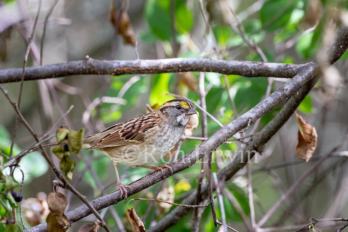 White-throated Sparrow