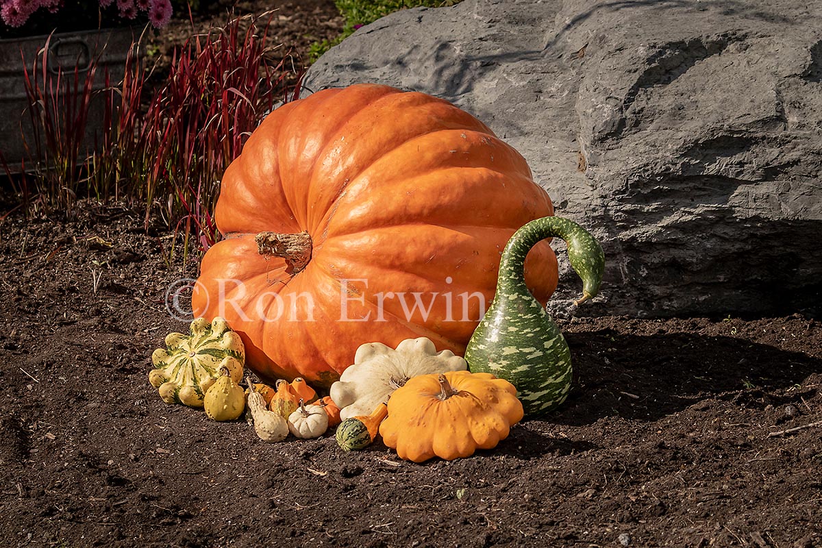 Autumn Display