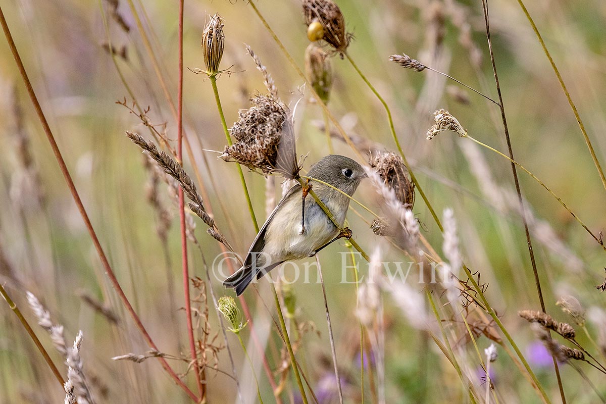 Ruby-crowned Kinglet