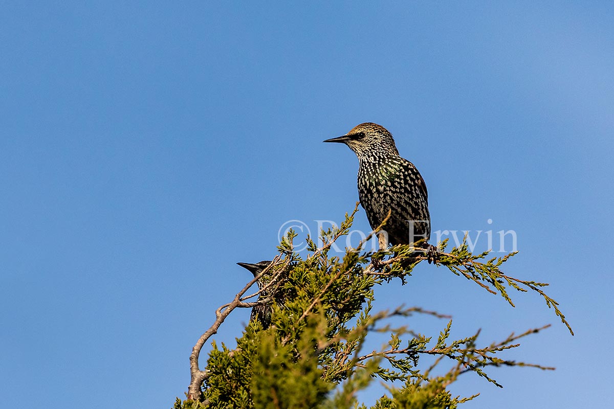 European Starling