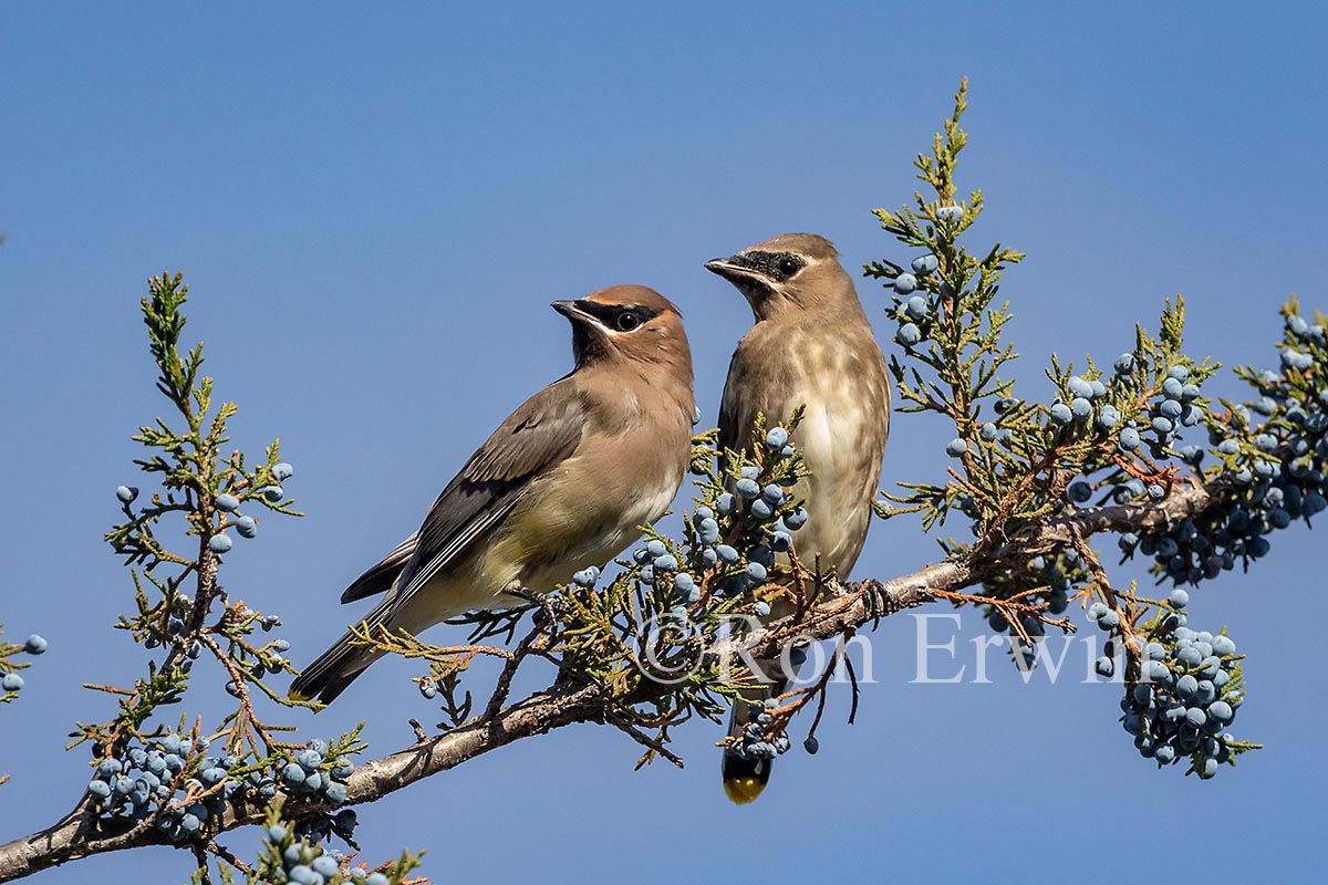 Cedar Waxwing