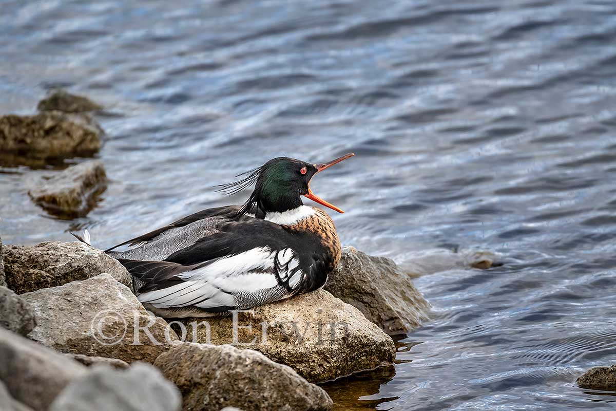 Red-breasted Merganser Male