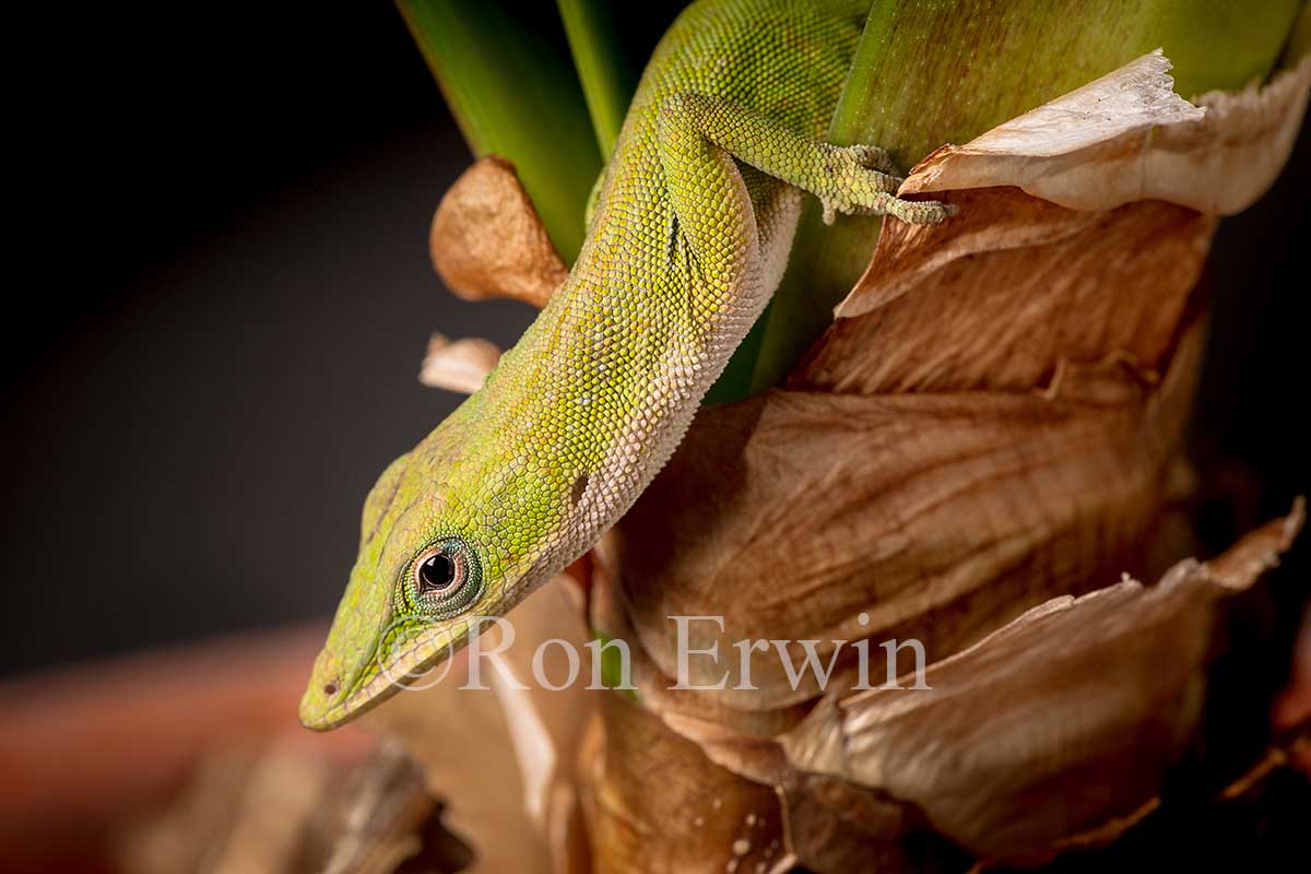 Green Anole
