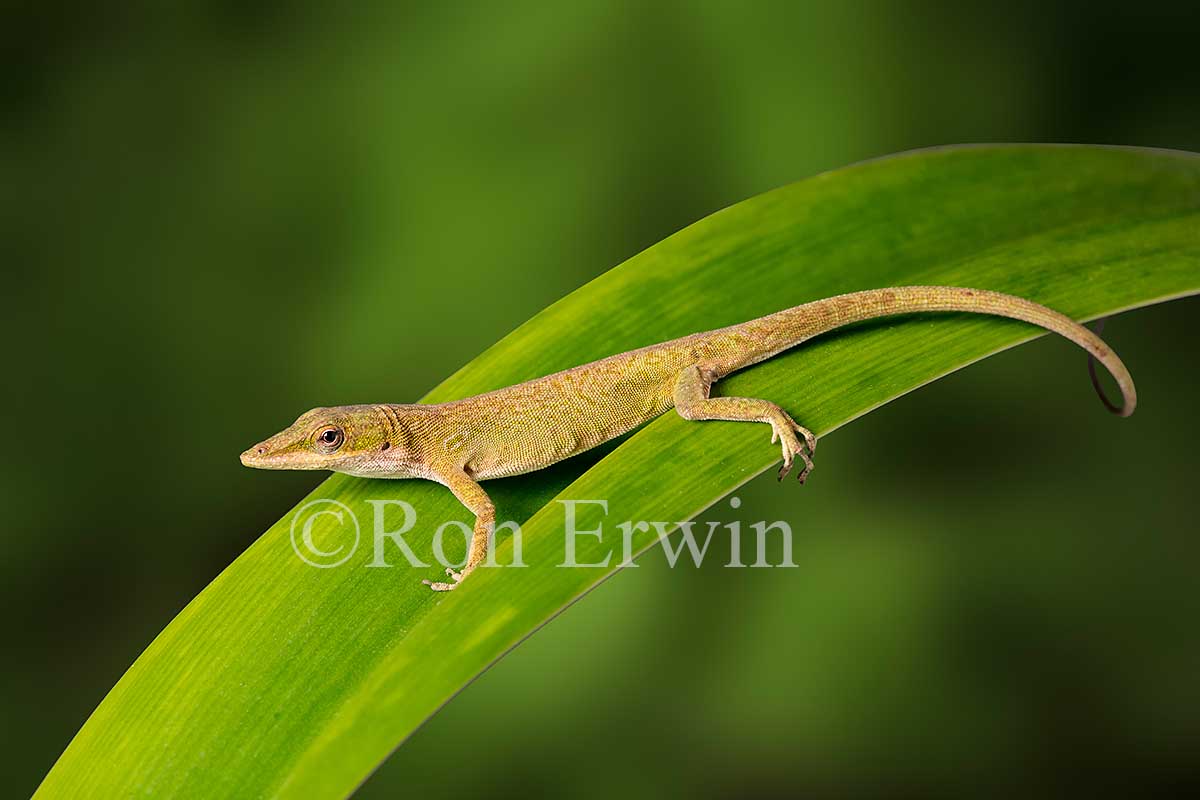 Green Anole
