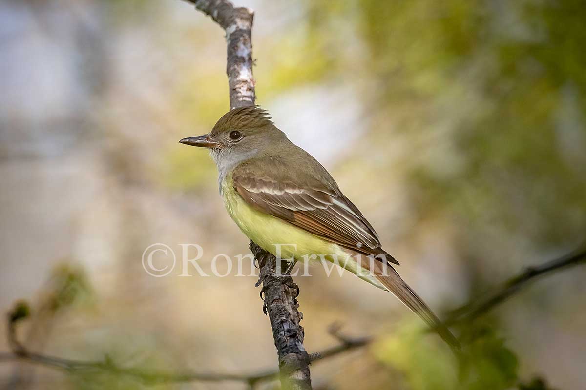 Great Crested Flycatcher