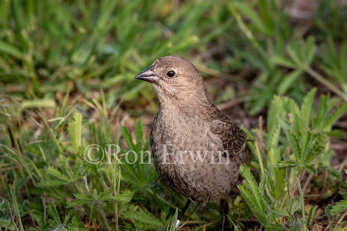 Female Brown-headed Cowbird