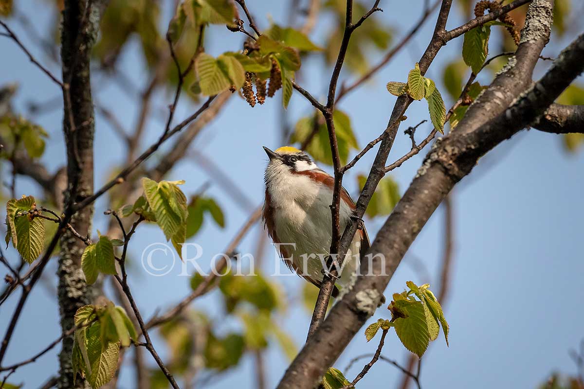 Chestnut-sided Warbler Male