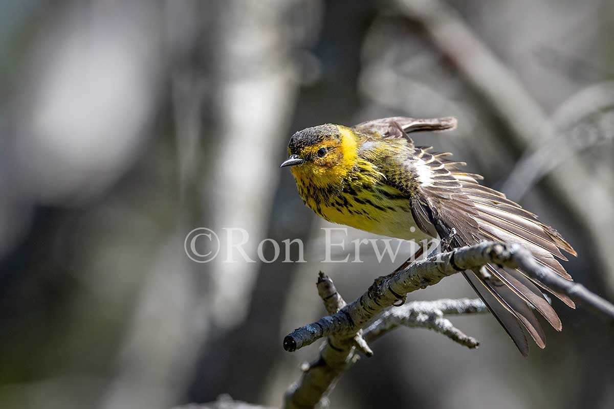 Cape May Warbler Male