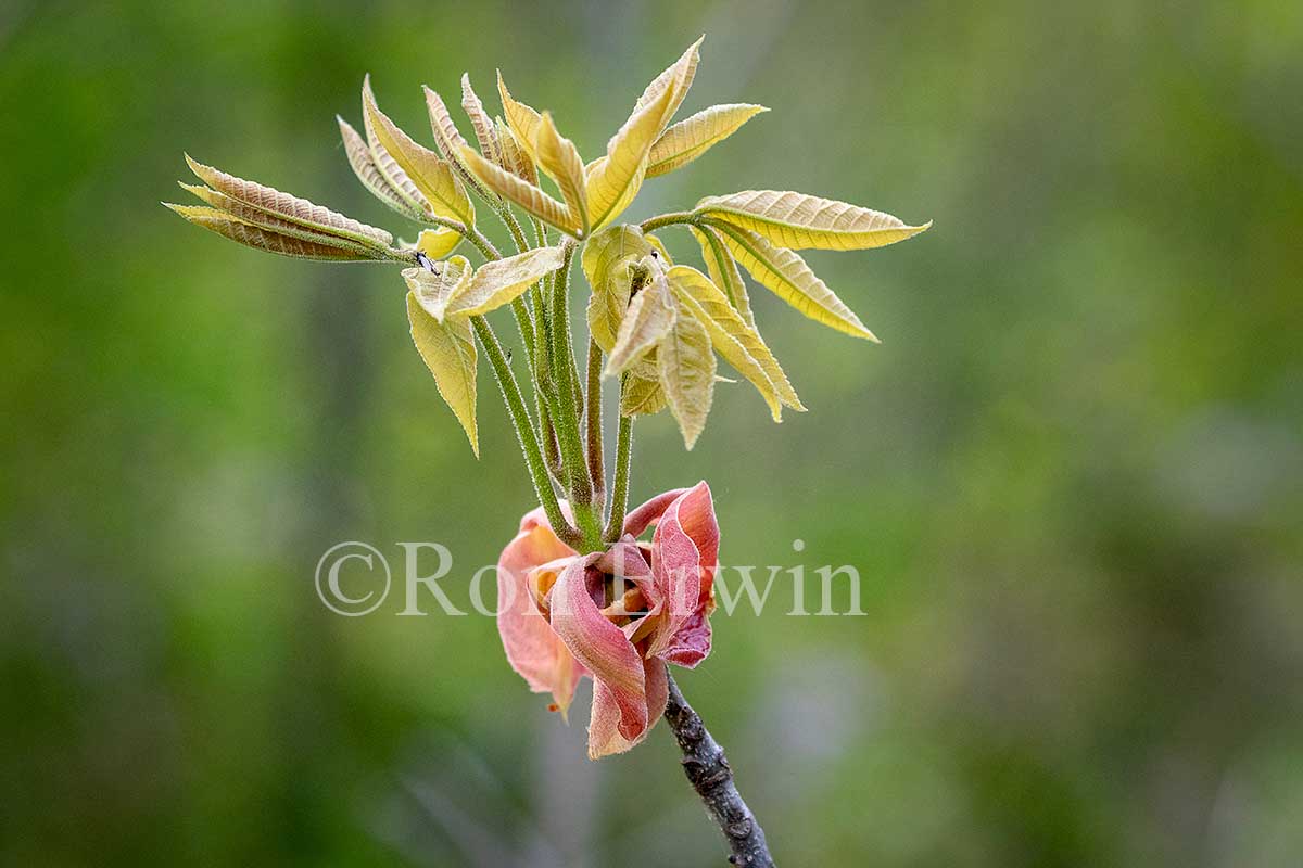 Shagbark Hickory Bud Scales