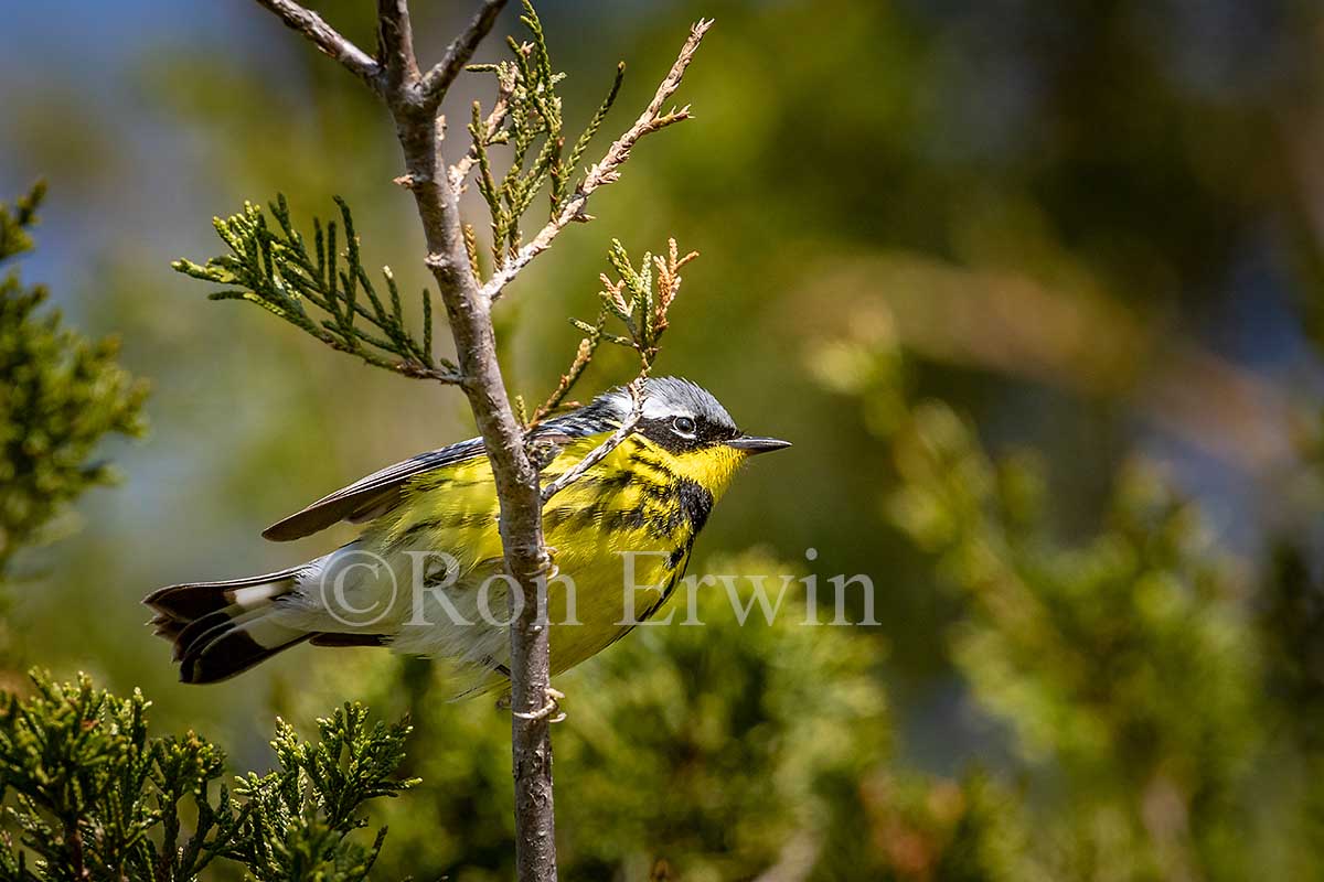 Magnolia Warbler Male