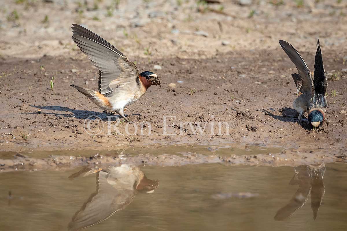 Cliff Swallows