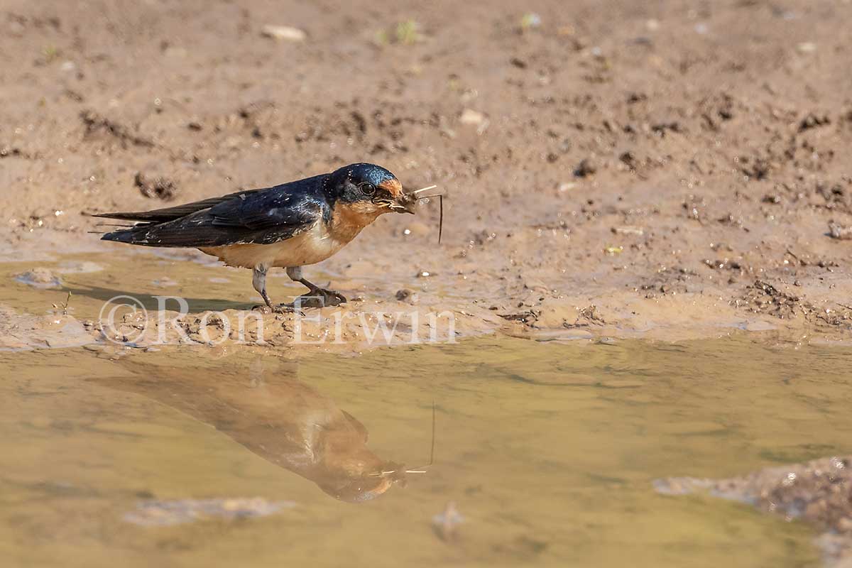 Barn Swallow