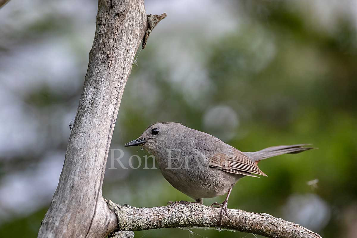 Gray Catbird