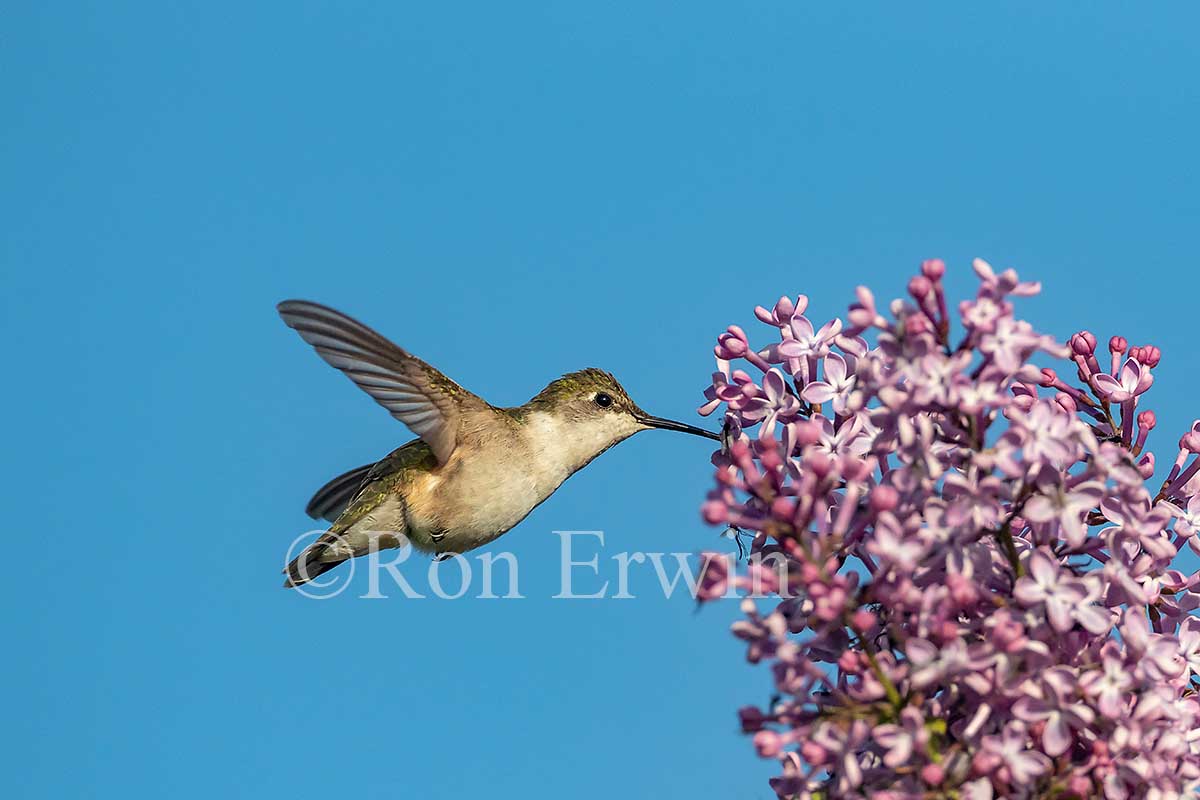 Ruby-throated Hummingbird Female