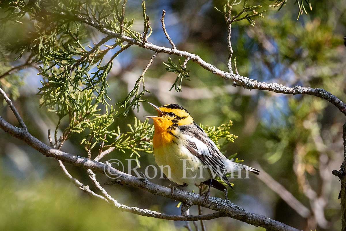 Blackburnian Warbler Male