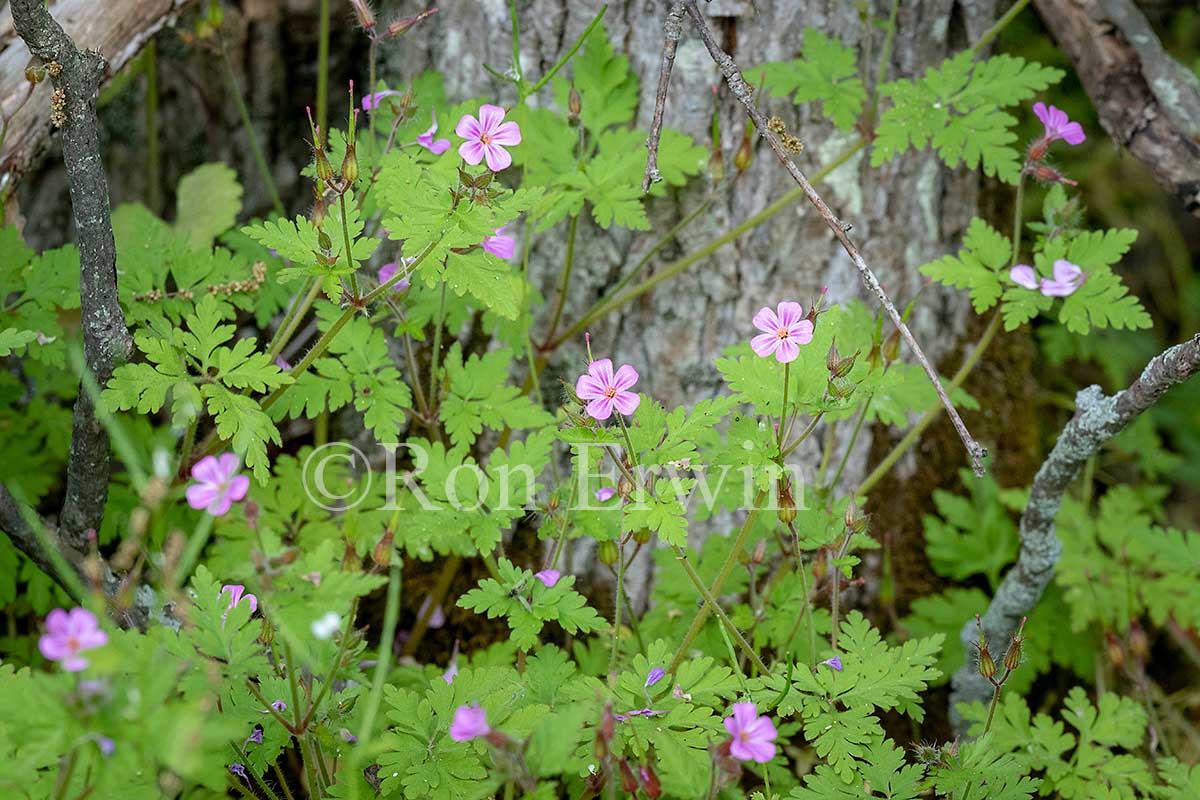 Herb Robert