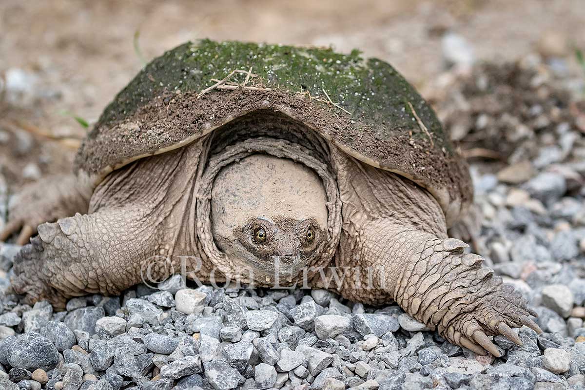 Snapping Turtle
