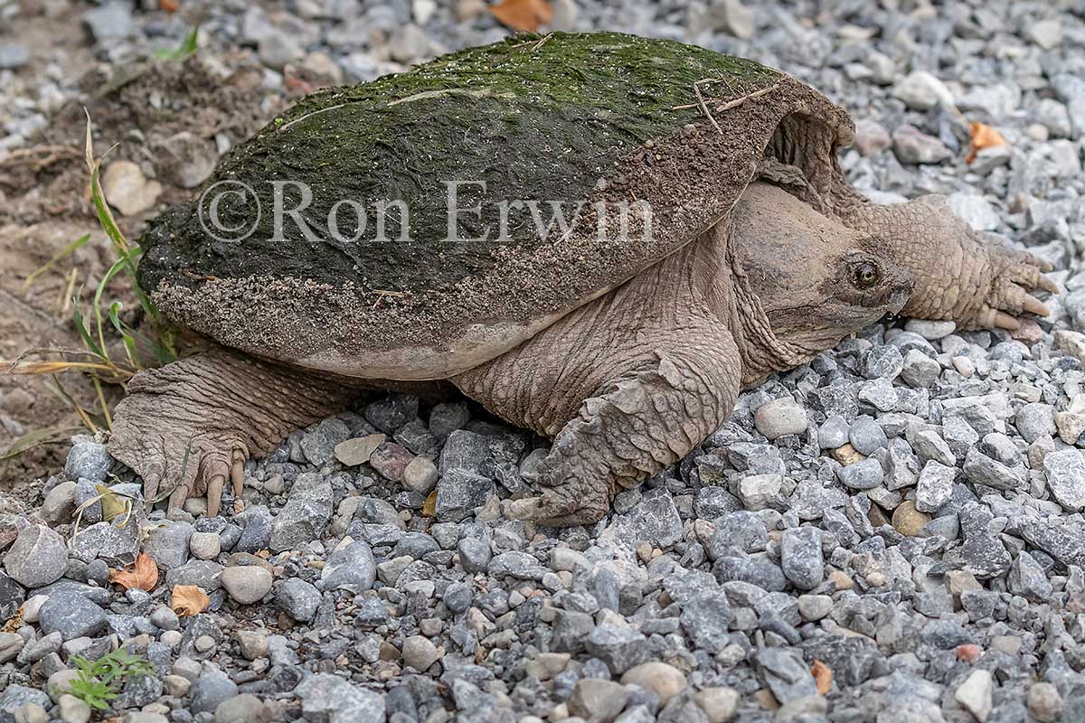 Snapping Turtle