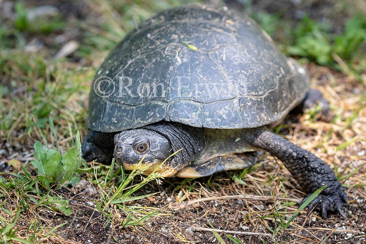 Blanding's Turtle