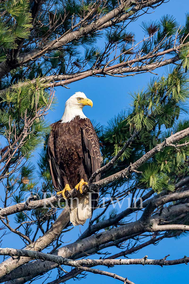 Adult Bald Eagle