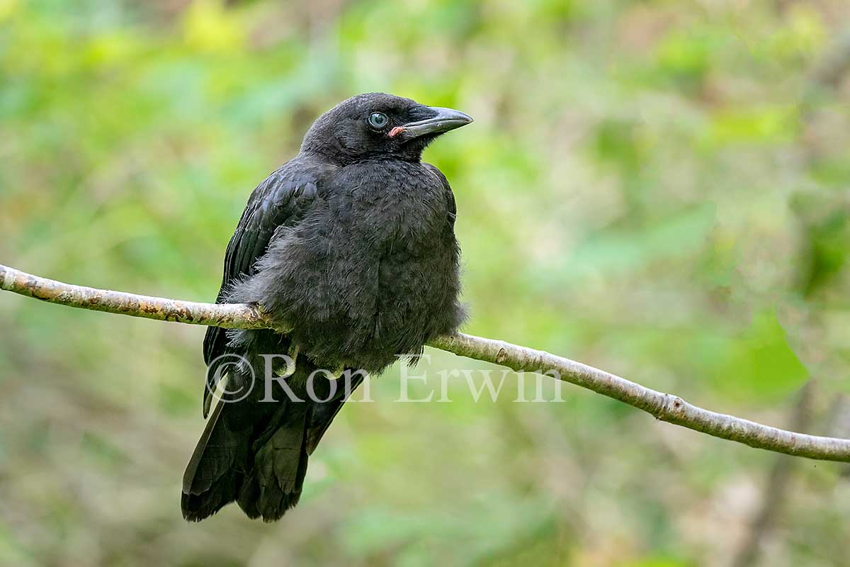 Fledgling American Crow