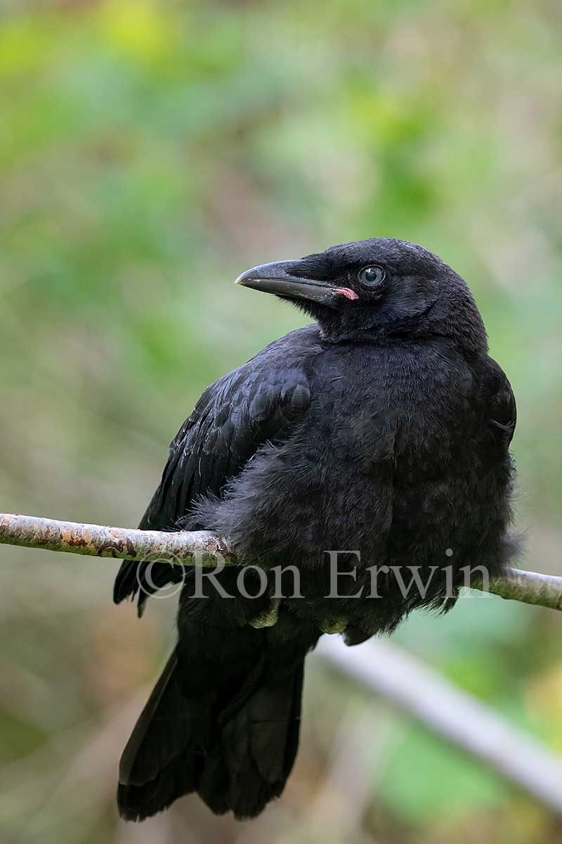 Fledgling American Crow