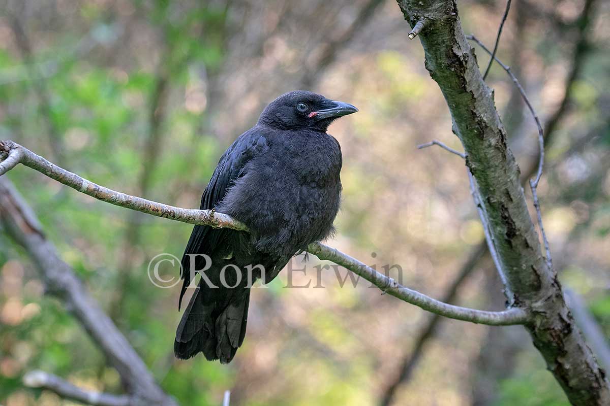 Fledgling American Crow