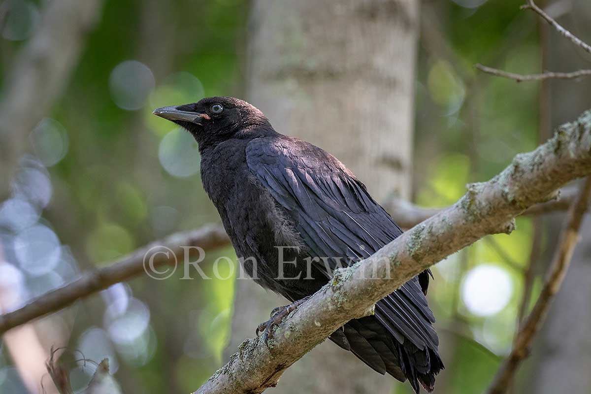 Fledgling American Crow