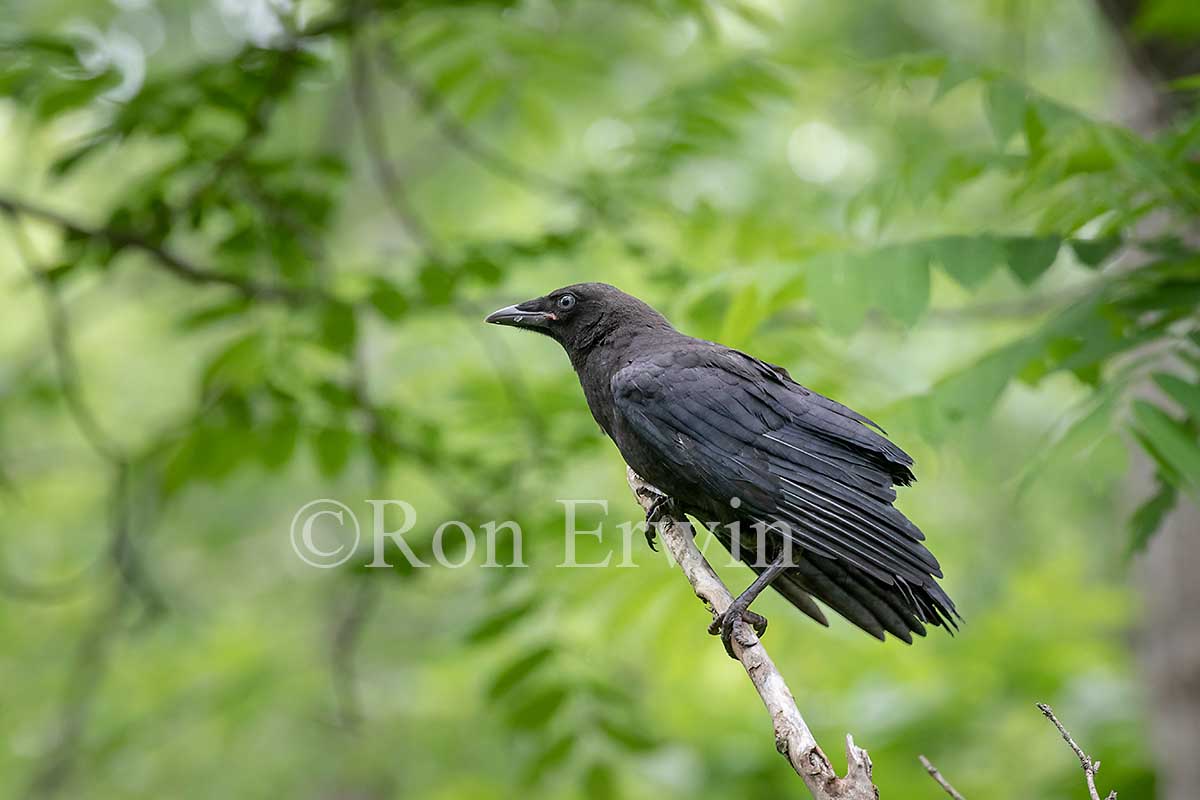 Fledgling American Crow